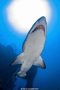 Sunny Sand Tiger Silhouette
A sand tiger shark swims und... by Tanya Houppermans 